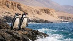 ทำไมทะเลทรายอาตากามาถึงมีเพนกวินฮุมโบลดต์อาศัยอยู่ได้