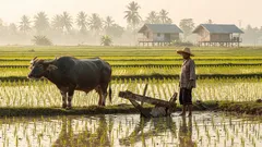 ทำไมคำว่า “ควาย” ถึงกลายเป็นคำด่า ทั้งที่ควายคือแรงงานสำคัญของนาไทย