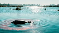 ทำไมฮิปโปถึงแช่น้ำทั้งวัน คำตอบเรื่องแดดร้อน ผิวแห้ง และการเอาตัวรอด